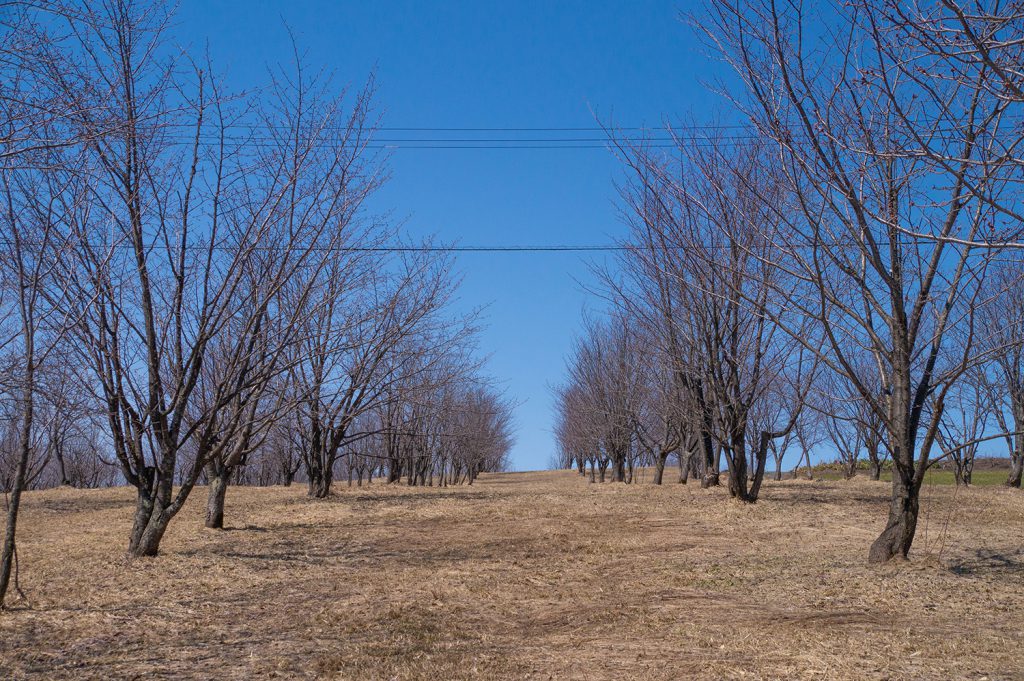 桜の林2023年4月3日