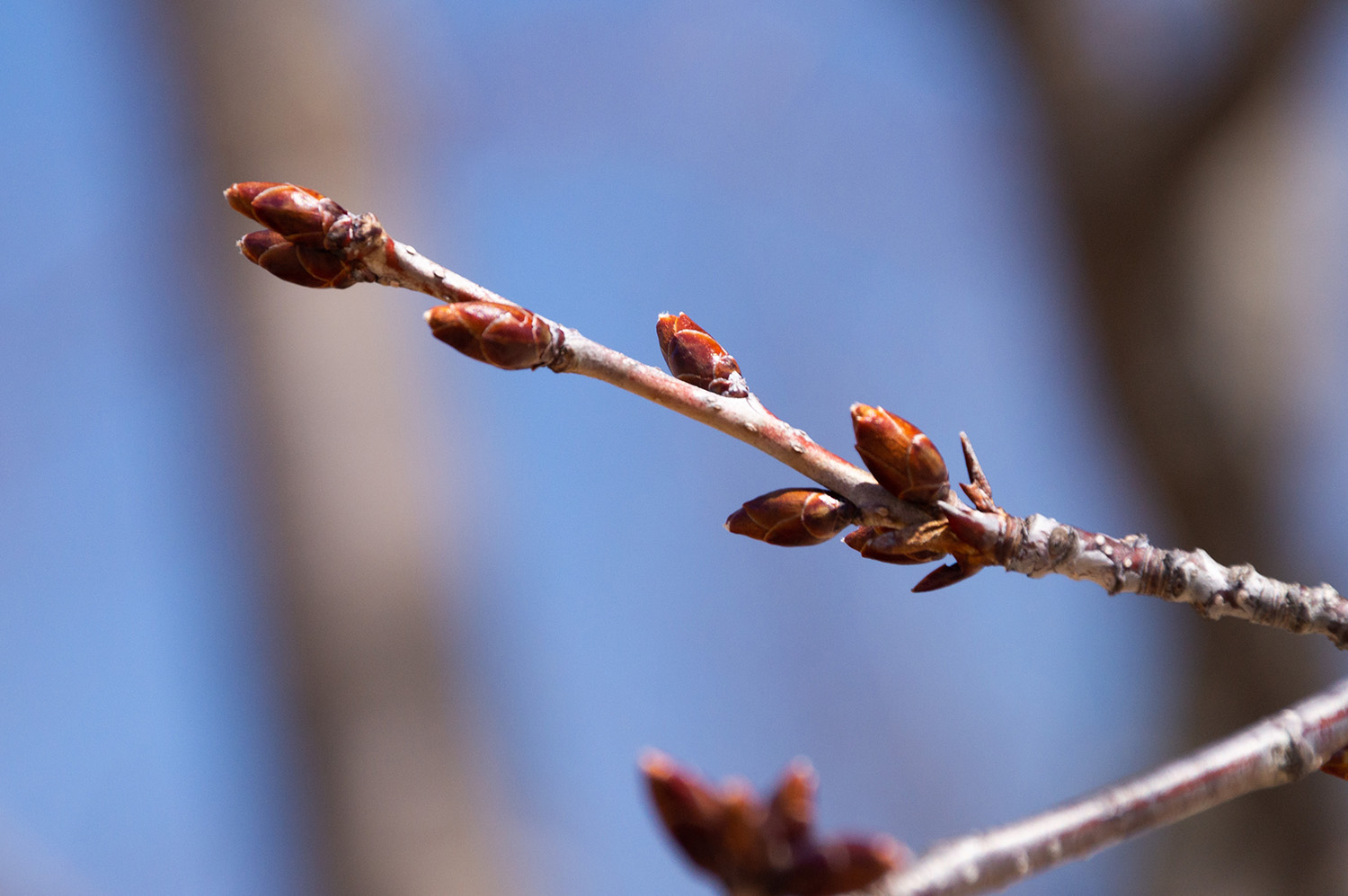 2023年4月3日の桜のつぼみ