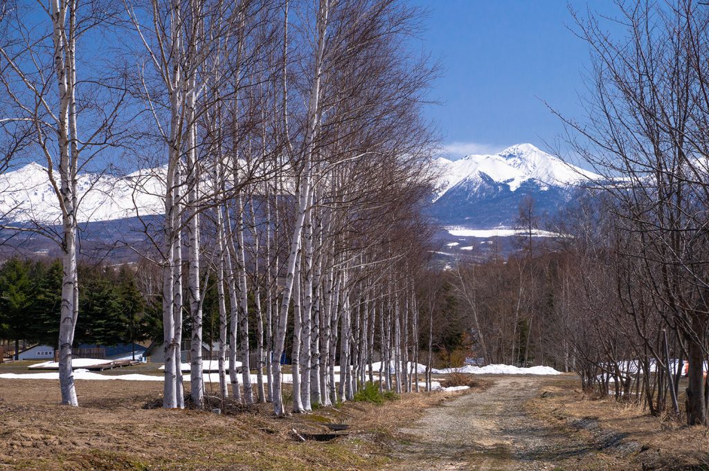 しらかばと十勝岳連峰
