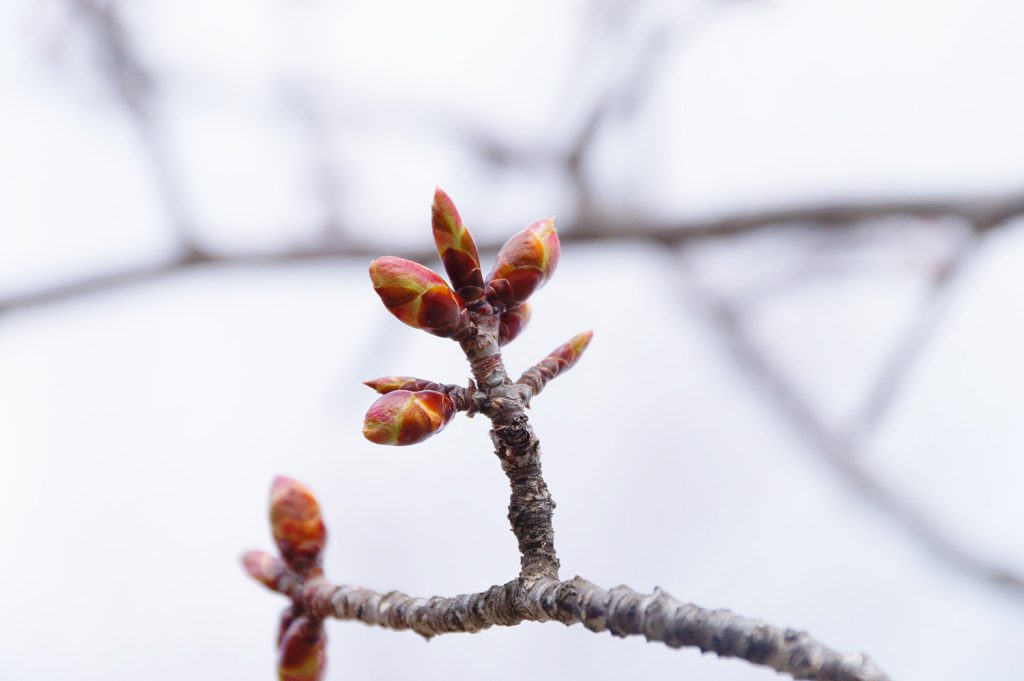 23年4月18日 桜の様子3