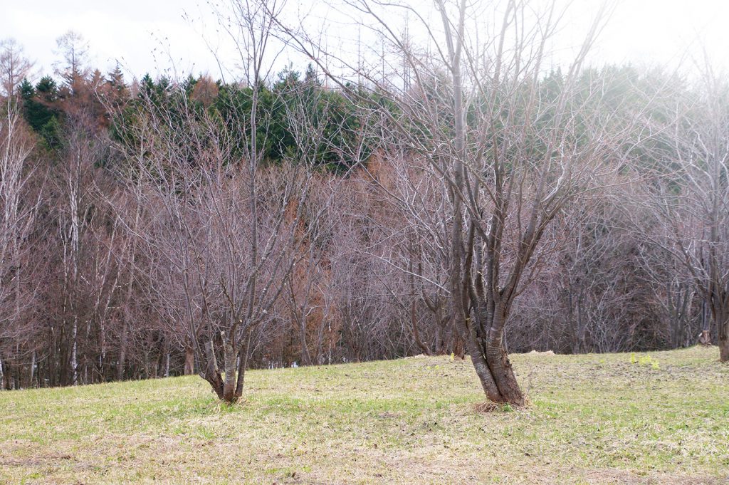 23年4月18日 桜の様子4