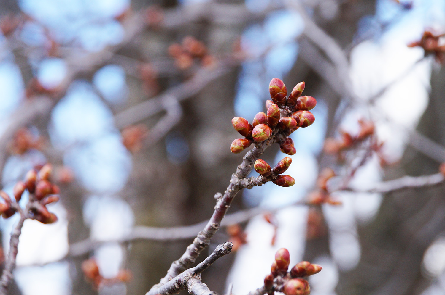 23年4月18日 桜の様子1