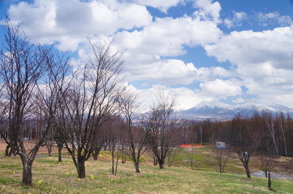 23年4月18日 桜の様子2