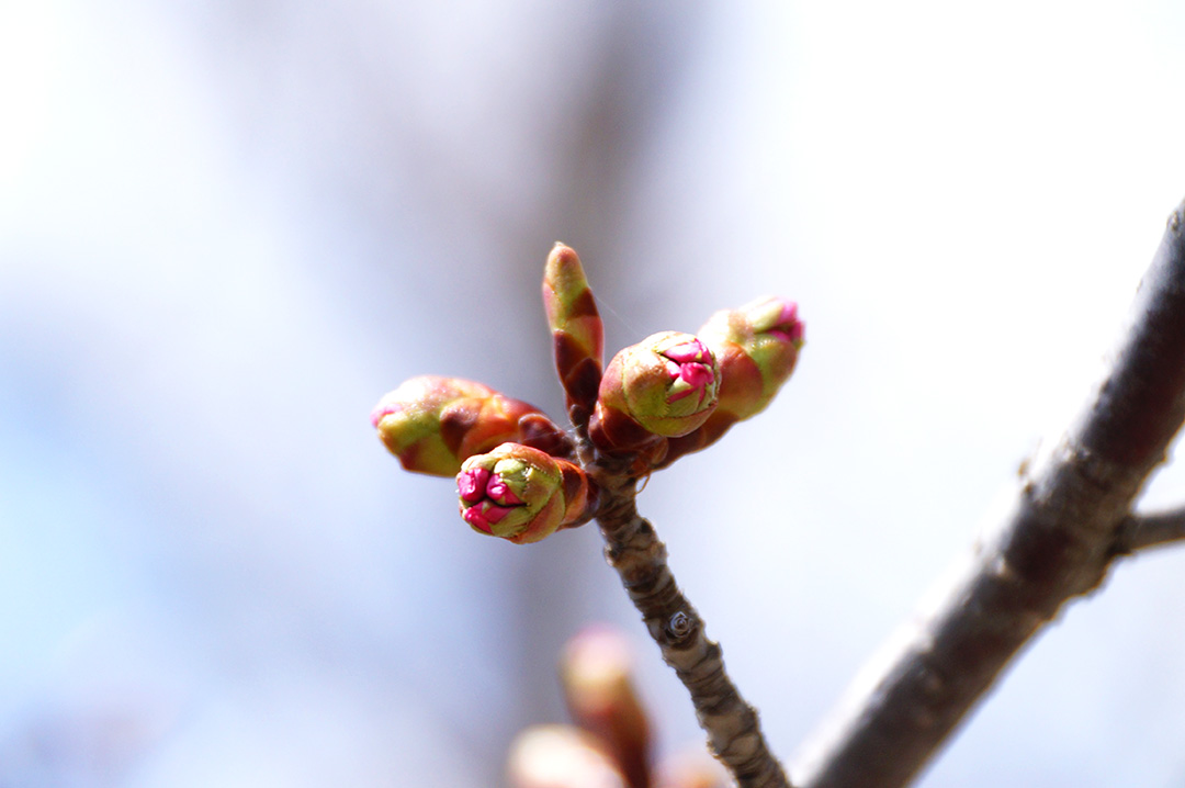 23/4/25桜の状況