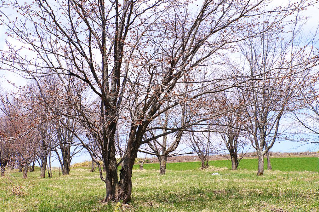 23/4/25桜の状況