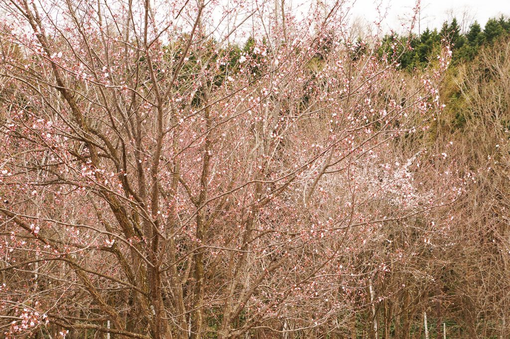 23/4/29桜の状況