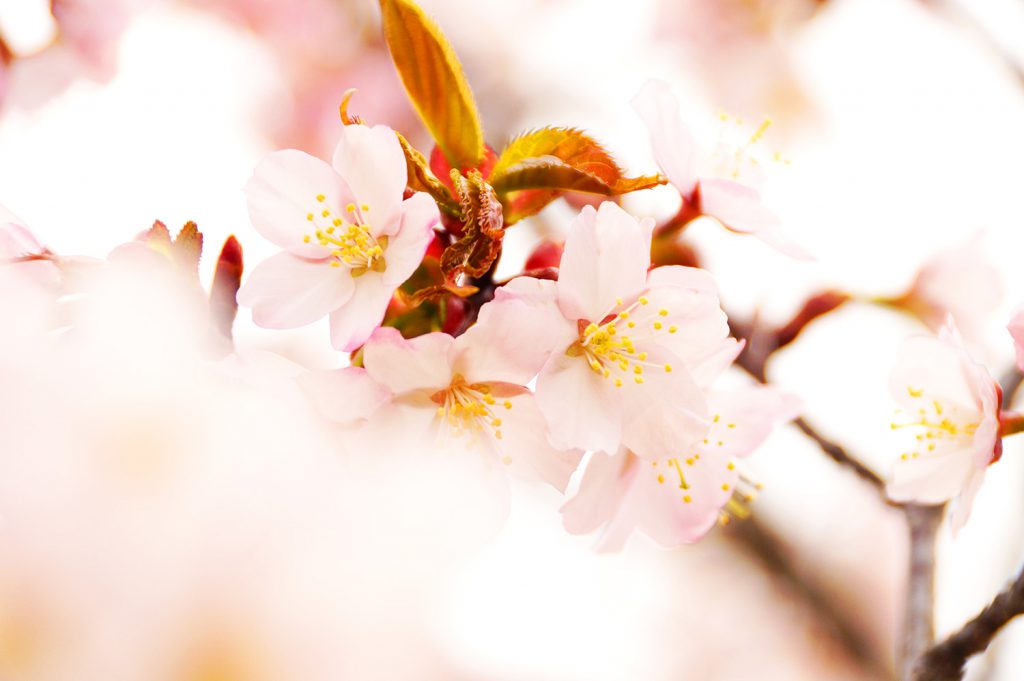 23/4/29桜の状況