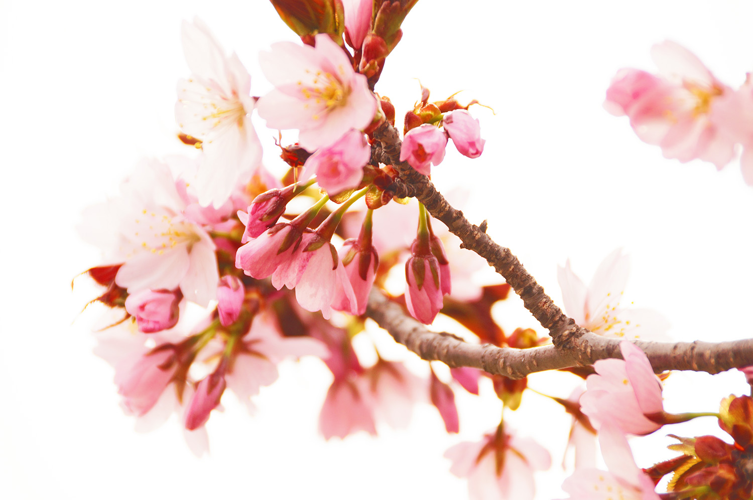 23/4/29桜の状況