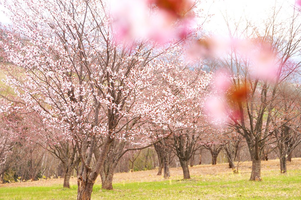 23/4/29桜の状況