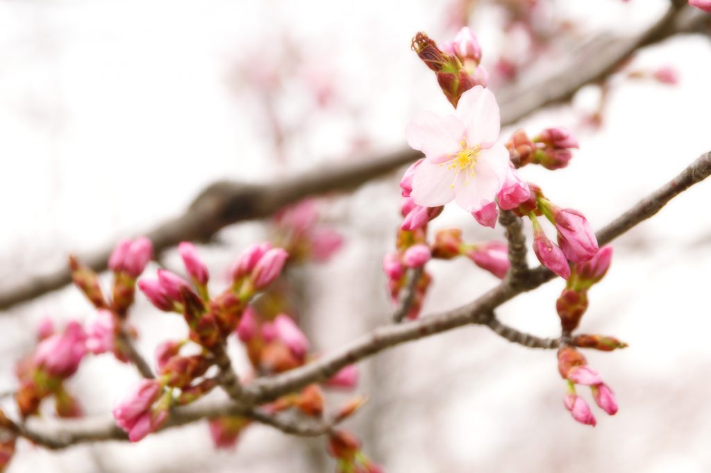23/4/29桜の状況