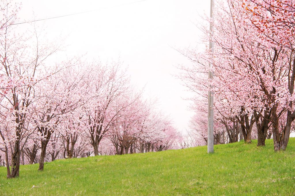 23/5/1桜の状況｜満開