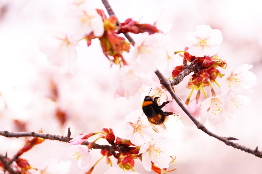 23/5/1桜の状況｜満開