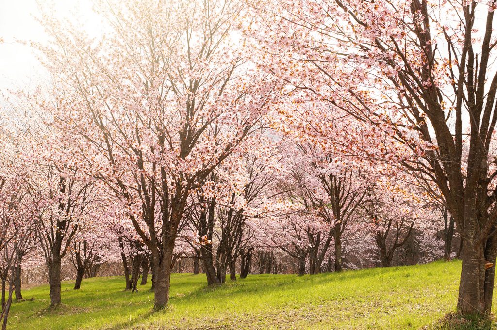 23/5/1桜の状況｜満開