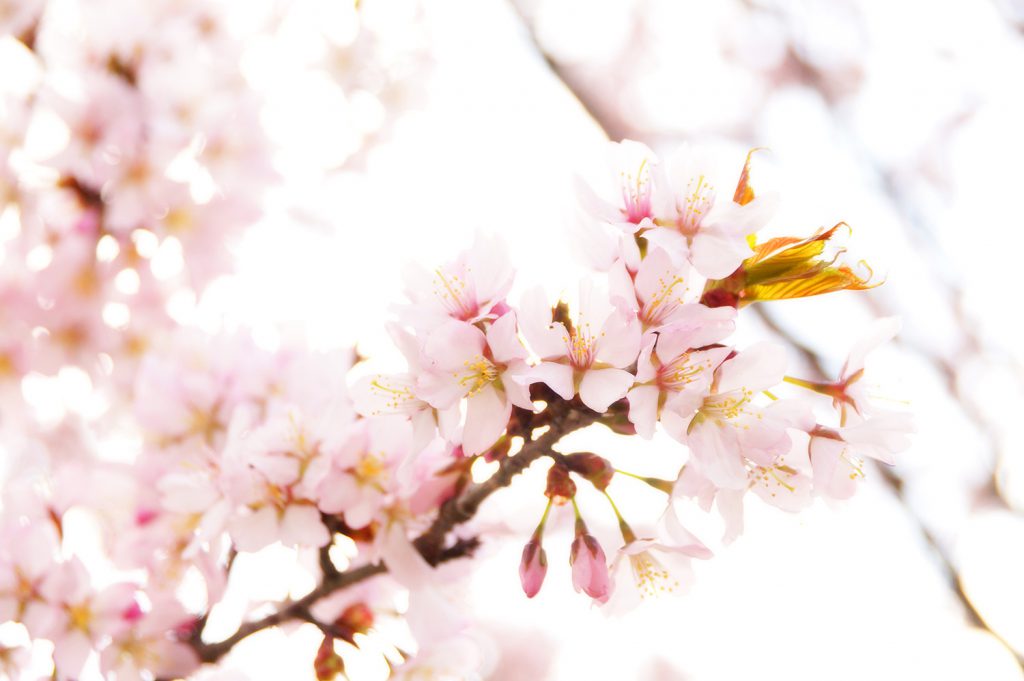 23/5/1桜の状況｜満開