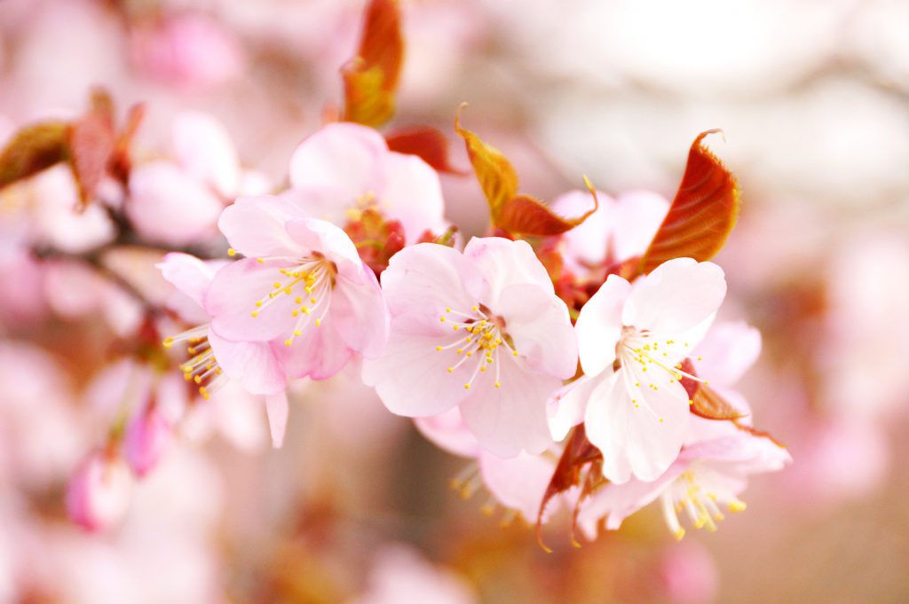 23/5/1桜の状況｜満開