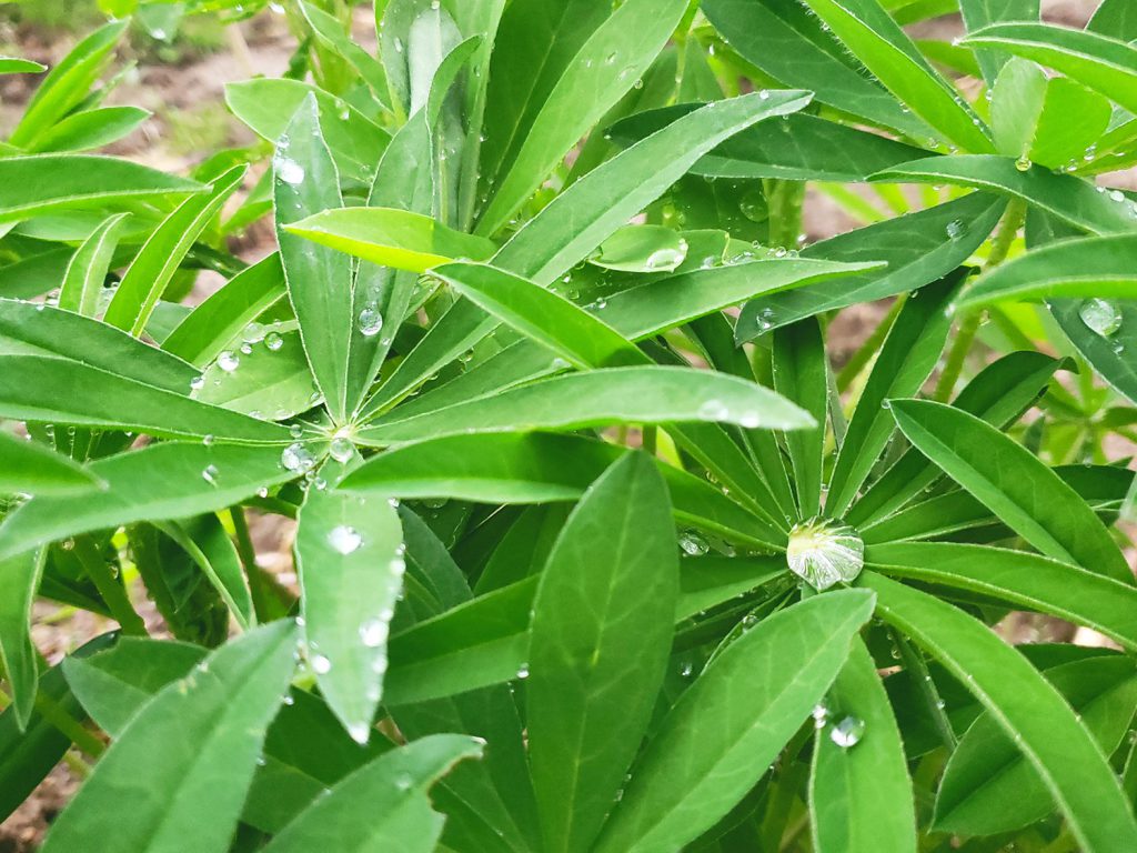 水をはじくルピナスの葉